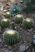 Kulaté kaktusy