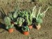 Různé kaktusy